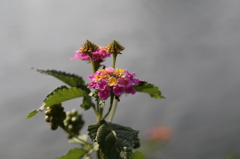 花５