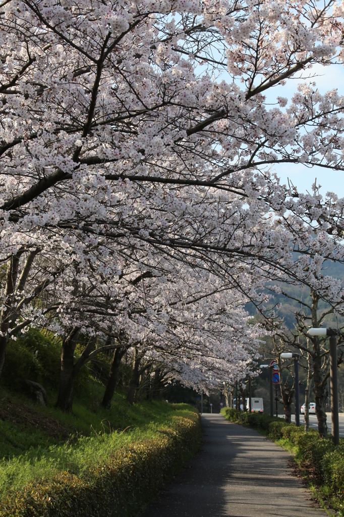 学徒の桜道