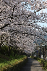 学徒の桜道
