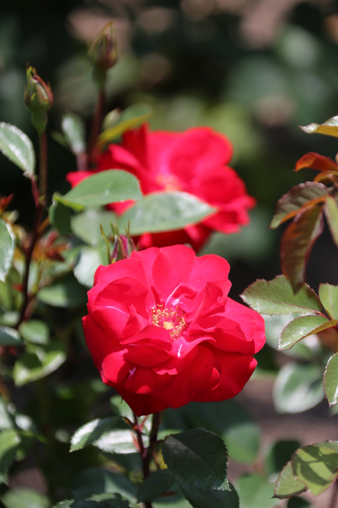 赤い薔薇３