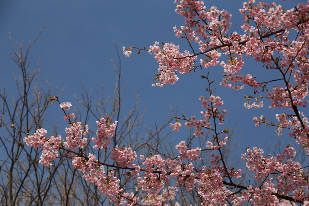 寒緋桜09