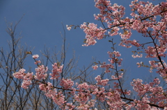 寒緋桜09