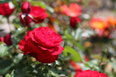赤い薔薇１