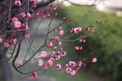 梅４