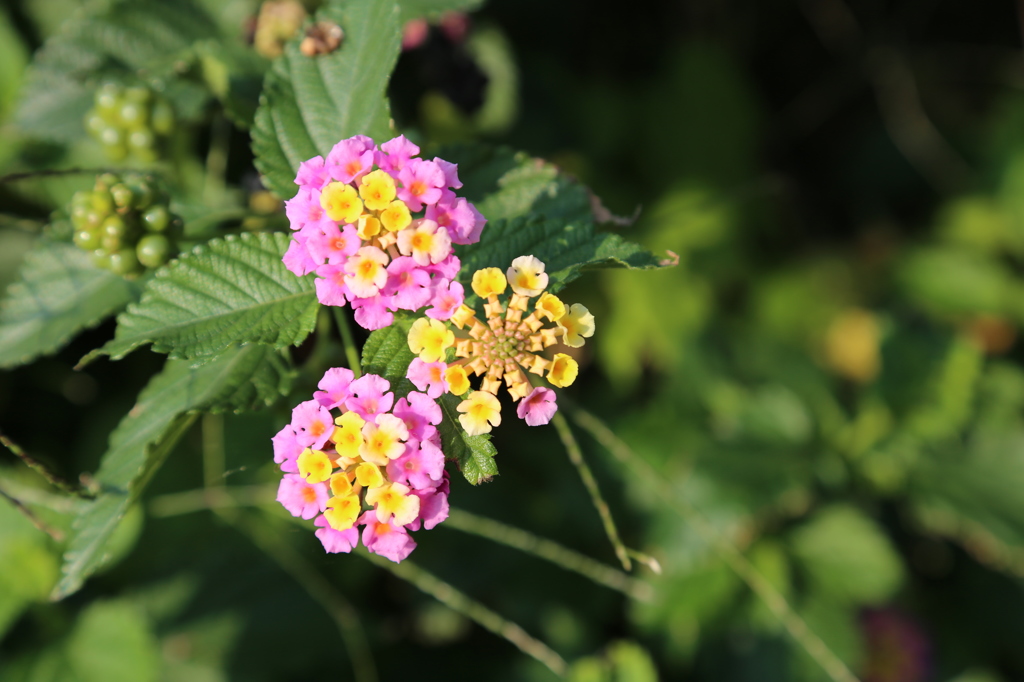 花１