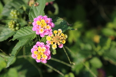 花１