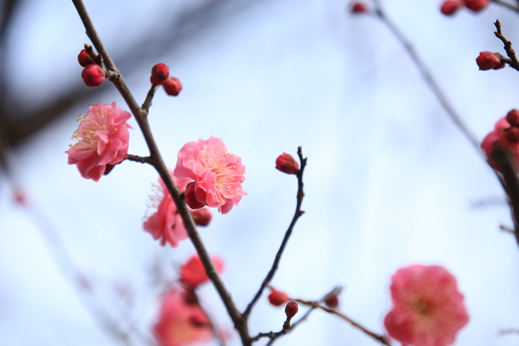 梅２