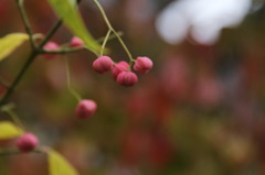IMG_0177