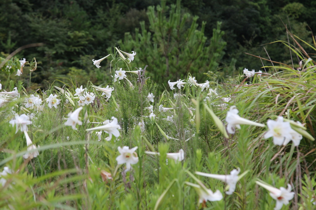 野生百合の群生１ By ぺーる Id 写真共有サイト Photohito