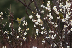 花の蜜を求めて