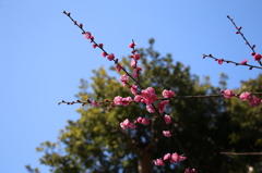紅梅3