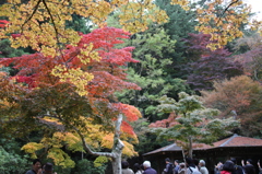 紅葉谷５
