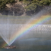 公園の虹