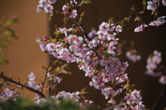 寒緋桜01