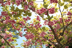 満開の八重桜２