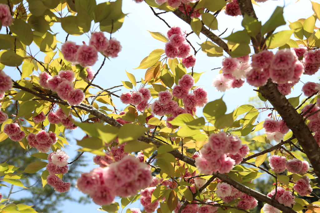 満開の八重桜１