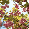 満開の八重桜１