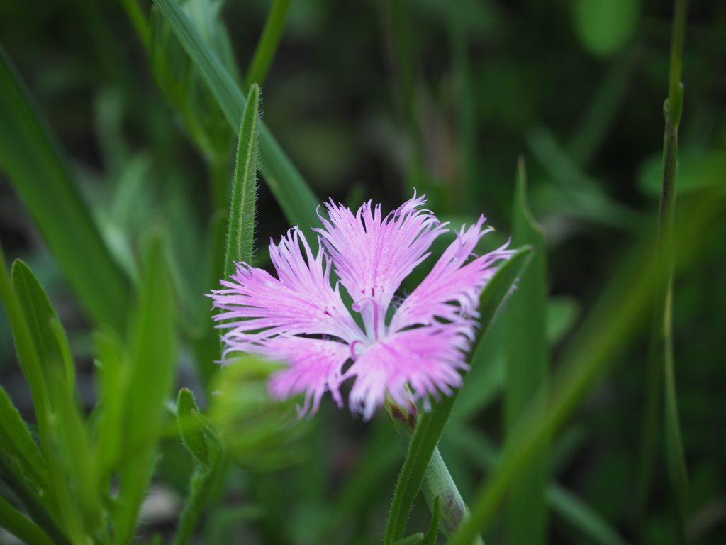 草むらに咲く花4