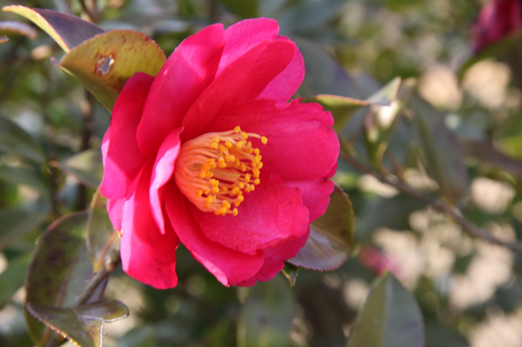 椿の花１