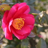 椿の花１