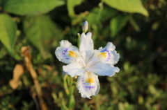一輪の花