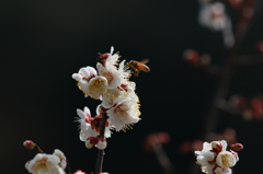 白梅と蜂