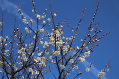 梅の花と飛行機雲2