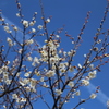 梅の花と飛行機雲2