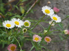 石垣に咲く花