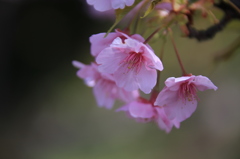 寒緋桜08