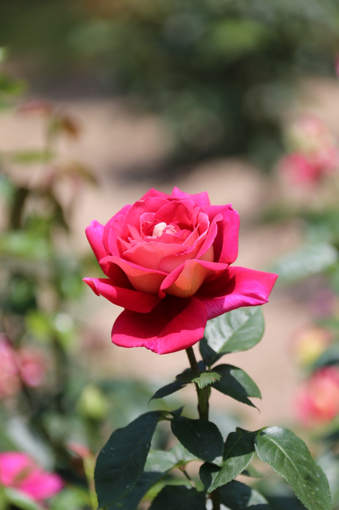 赤い薔薇２