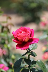 赤い薔薇２