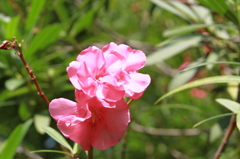 広島夏の花