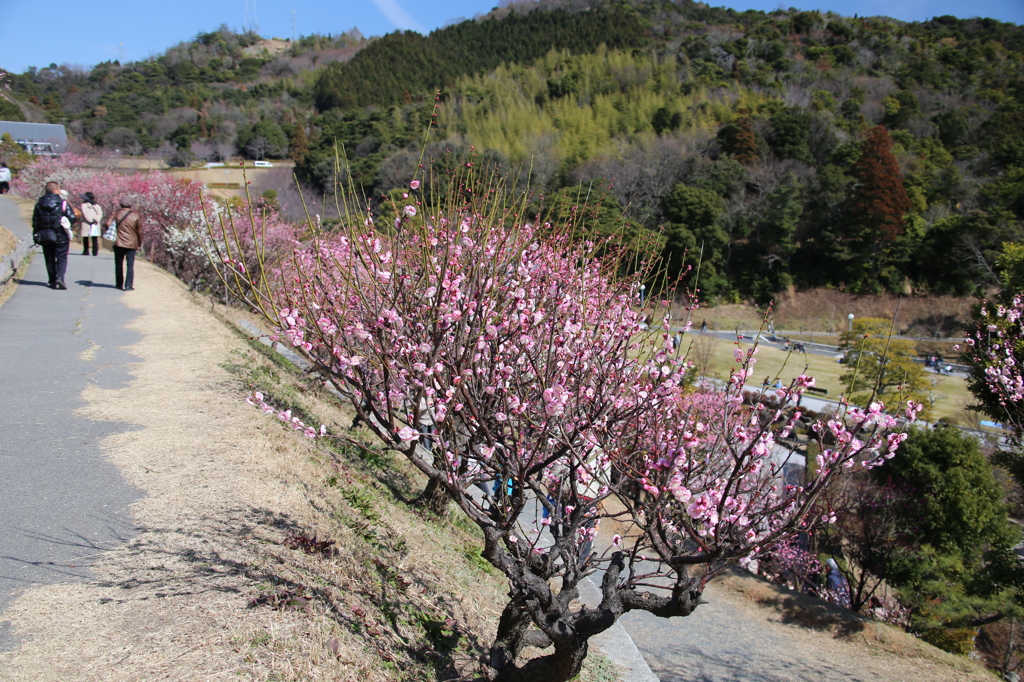 冠山 梅園2
