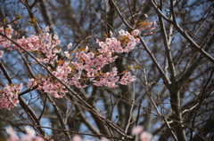 寒緋桜05