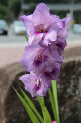 道ばたに咲く花