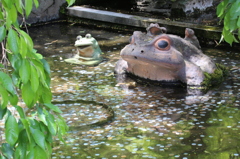 お金がカエル 願掛け・・・らしい