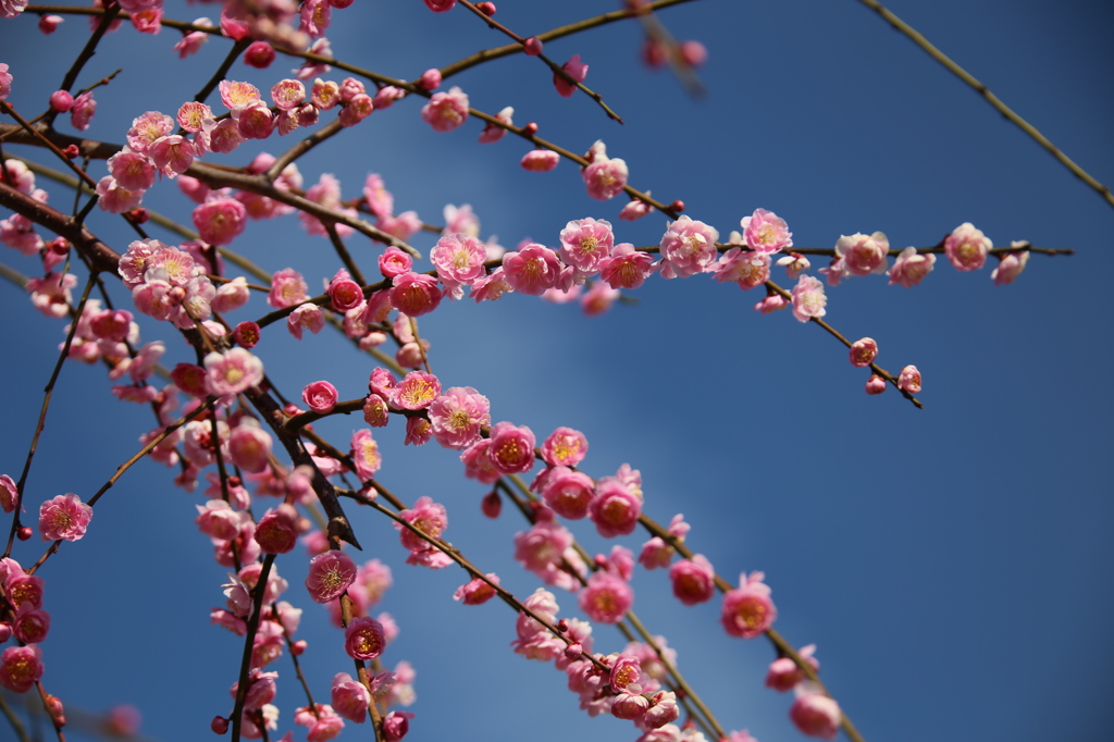 花火のように