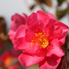 椿の花３
