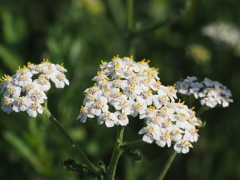 草むらに咲く花1