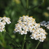 草むらに咲く花1