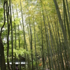 竹林