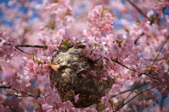 寒緋桜に囲まれて