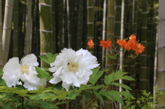 牡丹とツツジと竹林