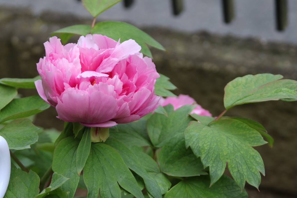 牡丹　開花