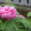 牡丹　開花