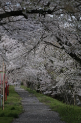 桜のトンネル
