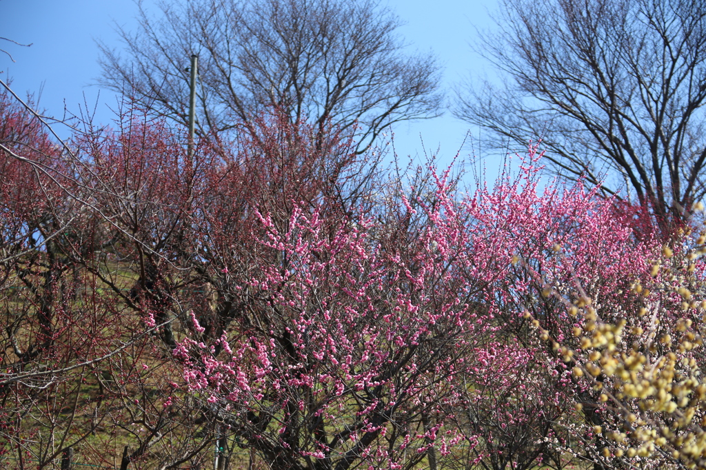 冠山 梅園1