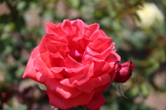 赤い薔薇４