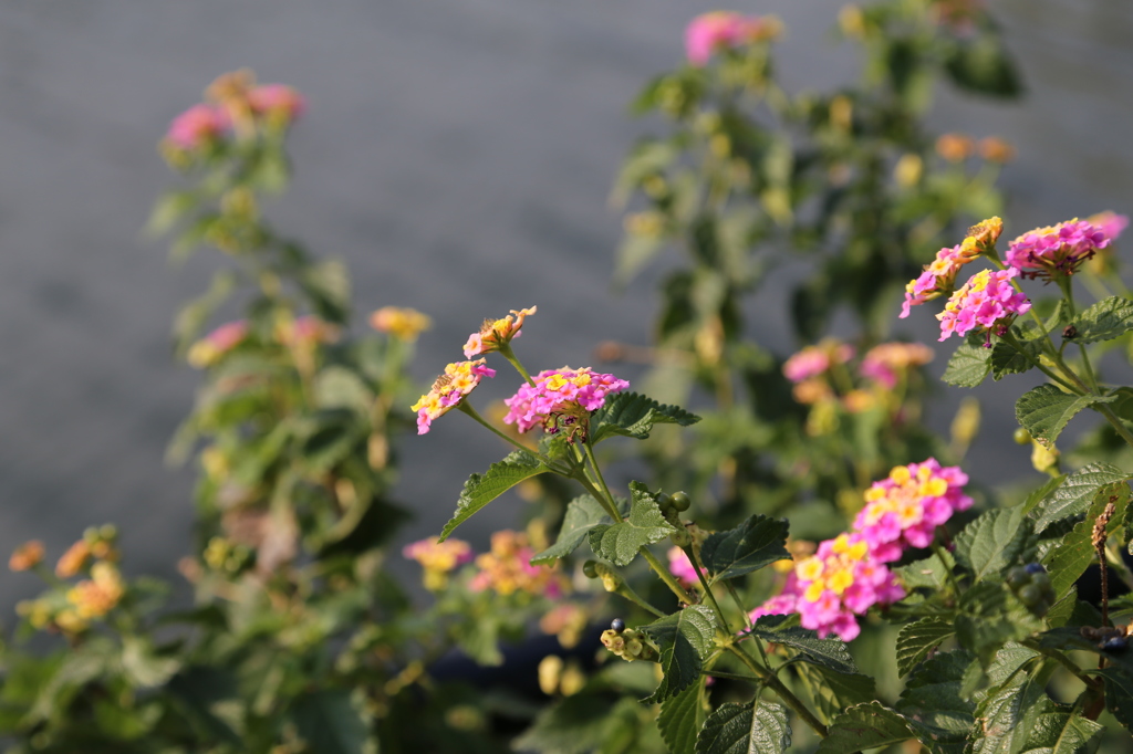 花４